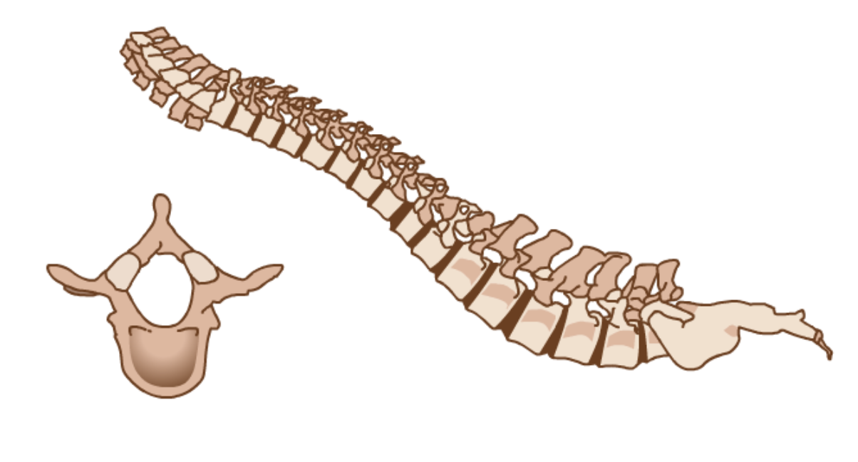 Exemplo de articulacións semimóbiles na columna