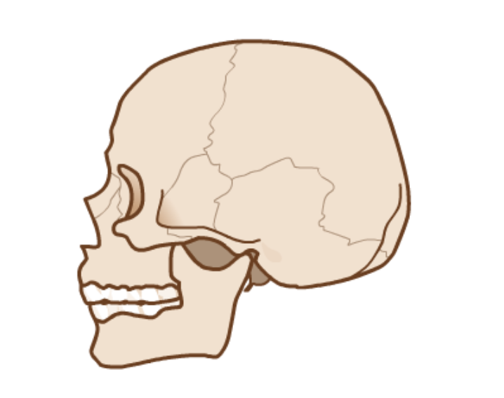 Exemplo de articulacións fixas no cranio