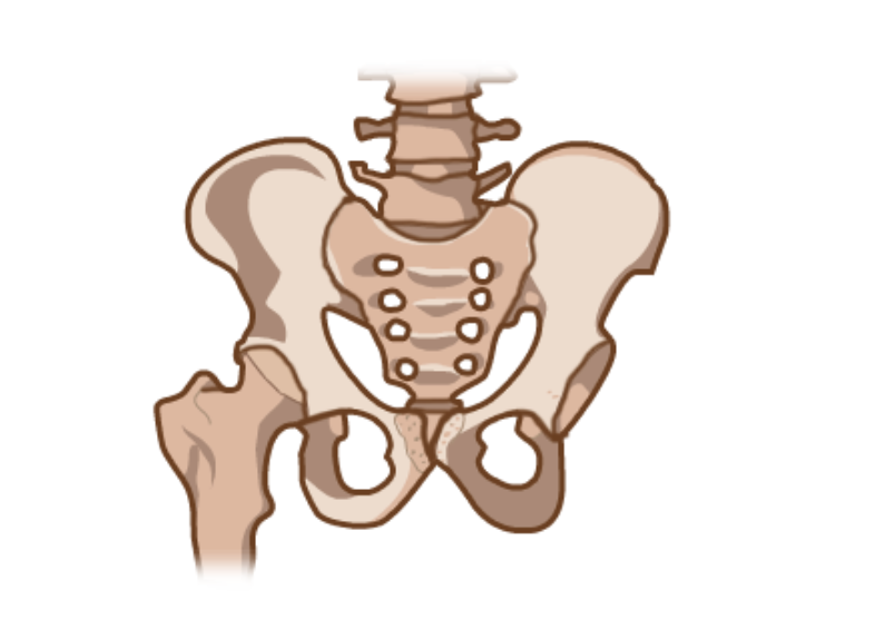 Exemplo de articulacións móbiles no cóbado e xeonllo