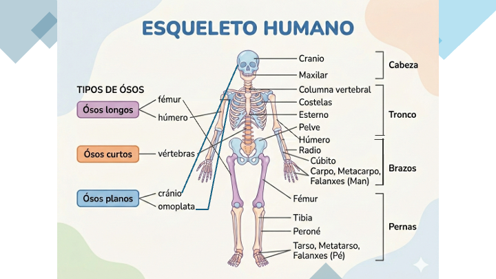Esqueleto humano para sexto de primaria